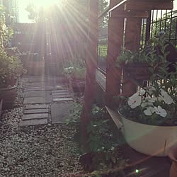 玄関/入り口/フェンスのツルハナナス刈りました/DIY/ガーデンラック/ガーデンフェンス...などのインテリア実例 - 2015-07-27 07:11:54