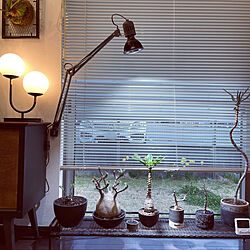 アマテラスLED/アイアンシェルフ/植物棚/植物用LEDライト/植物のある暮らし...などのインテリア実例 - 2022-04-10 19:45:21
