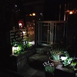 玄関/入り口/ガーデニングが好き/植物のある暮らし/ソーラーライト/夜の庭...などのインテリア実例 - 2023-04-20 19:51:15