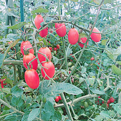 ミニトマト栽培/ミニトマト/植物のある生活/いつもいいねありがとうございます♡/閲覧ありがとうございます...などのインテリア実例 - 2020-08-09 09:56:04