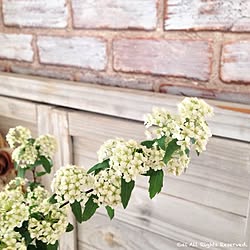 棚/植物/おねも好きな花/壁紙を塗る/ベランダのお花...などのインテリア実例 - 2015-01-28 10:37:43