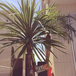 玄関/入り口/フェニックス/DIY/ガーデニング/観葉植物のインテリア実例 - 2015-05-18 20:40:34