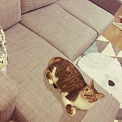 リビング/IKEAのソファー/ウニコのラグ/ねこのいる日常のインテリア実例 - 2017-05-25 23:09:19