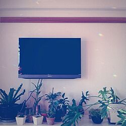 壁/天井/アスプレニウム/セローム/植物/Apple TV...などのインテリア実例 - 2013-07-09 18:09:34