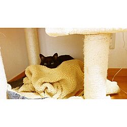 リビング/猫のいる暮らし/キャットタワー/黒猫のインテリア実例 - 2017-04-20 00:01:53