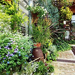 玄関/入り口/ベランダ/さびさび好き♡/植物のある暮らし/手作りの庭...などのインテリア実例 - 2016-10-29 12:55:24