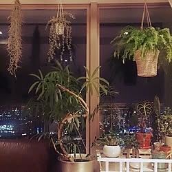 リビング/観葉植物のインテリア実例 - 2014-12-22 18:22:09