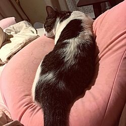 ベッド周り/猫と暮らすのインテリア実例 - 2016-08-05 21:15:01