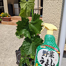 玄関/入り口/買ってよかったもの/ガーデニング/家庭菜園/害虫対策...などのインテリア実例 - 2022-05-25 14:13:20