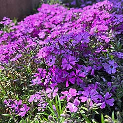 ベッド周り/花のある暮らし/いやしの空間/にわのある暮らし/芝桜のインテリア実例 - 2023-04-02 12:40:04