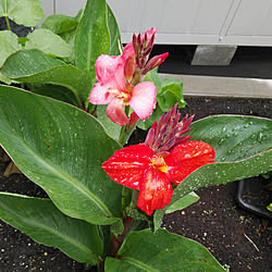 玄関/入り口/カンナ/雨上がりの花壇/お花のある暮らし/花壇...などのインテリア実例 - 2022-08-01 13:48:56