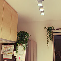 観葉植物/IKEA/フェイクグリーン/キッチンのインテリア実例 - 2020-09-22 20:01:12