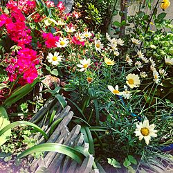 玄関/入り口/花のある生活/花のある暮らし/花のインテリア実例 - 2017-05-11 14:40:51