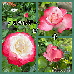ノスタルジー/薔薇/手作りの庭/花壇/花のある暮らし...などのインテリア実例 - 2021-06-13 13:56:03