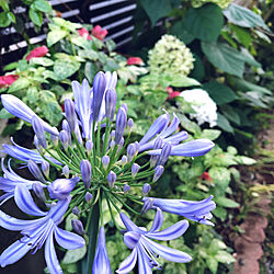 初夏の庭/ブルーの花/手作りの庭/季節を感じる暮らし/花のある暮らし...などのインテリア実例 - 2018-07-03 08:59:50
