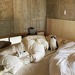 猫との暮らし/DIY/リノベーション/ベッド周り/ローコスト住宅のインテリア実例 - 2021-04-07 22:37:29