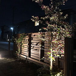 ライトアップ/ウッドフェンス/ハナミズキ/庭木/照明...などのインテリア実例 - 2020-04-28 21:00:01