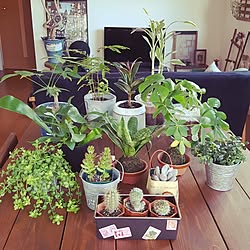 リビング/観葉植物/多肉植物/カフェ/カフェ風インテリアを目指して...などのインテリア実例 - 2017-03-03 11:10:17