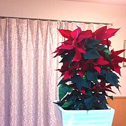 リビング/植物/クリスマスのインテリア実例 - 2013-01-02 01:26:00