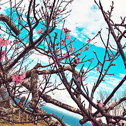 机/桜/おでかけ/桜の花/桜が咲き始めた...などのインテリア実例 - 2019-01-12 18:11:07