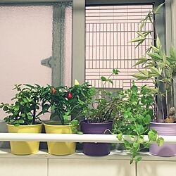 壁/天井/IKEA/観葉植物のインテリア実例 - 2017-07-08 19:31:51