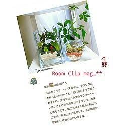 mag掲載ありがとうございます♡/花のある暮らし/季節を感じる暮らし/コメントはスル〜してください/IKEA...などのインテリア実例 - 2023-12-20 21:19:42