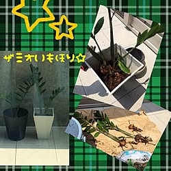 リビング/根っこの絡まった株分けは神経クタクタ/株分け/植え替え/ザミオクルカスザミフォーリア...などのインテリア実例 - 2014-06-20 21:48:28