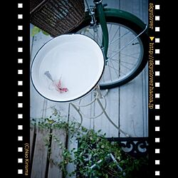 玄関/入り口/ベランダ/ホーロー/洗面器/自転車...などのインテリア実例 - 2013-02-28 14:19:37
