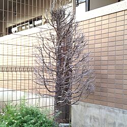 玄関/入り口/クリスマスツリーのインテリア実例 - 2012-11-18 16:30:56