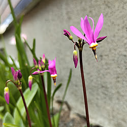 机/晴天☀️/北海道/庭の花/ドデカテオン（カタクリモドキ）のインテリア実例 - 2022-05-21 14:53:27