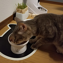 猫/一人暮らしのインテリア実例 - 2019-04-29 22:40:41