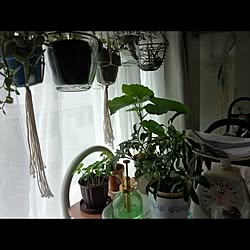 キッチン/植物のインテリア実例 - 2013-06-30 14:14:10