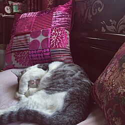 猫/猫あるあるです/ベッドの枕がお気に入り/猫のいる部屋/ベッド周りのインテリア実例 - 2015-11-11 10:40:26