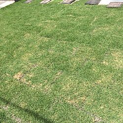 玄関/入り口/芝生の庭/芝生/TM9/TM9芝生のインテリア実例 - 2017-05-27 12:36:26