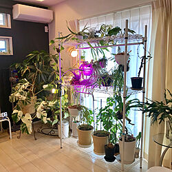 室内グリーン/植物のある部屋/植物のある生活/植物のある暮らし/植物育成ライト...などのインテリア実例 - 2021-05-30 15:58:02
