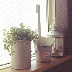 壁/天井/窓辺/植物/ブリキのピッチャー/ブリキの鉢植え...などのインテリア実例 - 2014-05-21 07:55:01