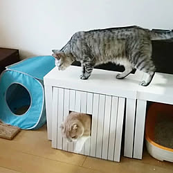 リビング/猫トイレカバー/DIY/セリア/ねこと暮らす...などのインテリア実例 - 2020-05-31 19:47:42