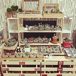 棚/多肉植物/3COINS/セリアのインテリア実例 - 2015-02-28 14:33:43