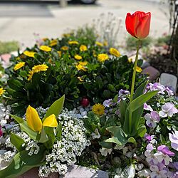 ビオラ大好き！/春が来た♡/チューリップ咲きました♡/玄関/入り口のインテリア実例 - 2022-04-12 06:57:57