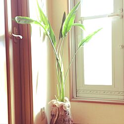 玄関/入り口/観葉植物のインテリア実例 - 2017-02-26 09:10:16