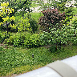 植物/雨の日の風景/芝生/前ボケ/ベランダからの景色...などのインテリア実例 - 2021-04-29 17:09:58