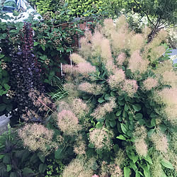 ブラックベリー/静岡県民/観葉植物/雑貨/植物...などのインテリア実例 - 2018-05-22 18:25:09