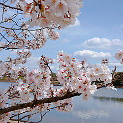 桜/お花見のインテリア実例 - 2022-03-30 17:18:47