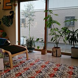 IKEA/植物/しまむら/リビングのインテリア実例 - 2016-01-07 15:52:39