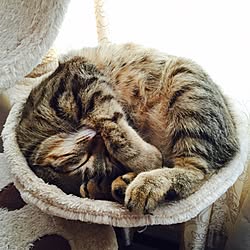 ベッド周り/いいね♪いつもありがとうございます❤️/ねこ部/ねこのいる日常/むぎわら猫のミィ♪のインテリア実例 - 2015-11-05 23:39:23