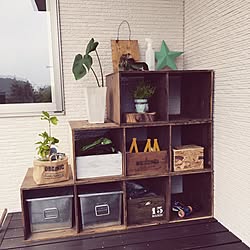 棚/観葉植物/コウモリラン板付け/ワトコオイルダークウォルナット/ワトコオイル...などのインテリア実例 - 2017-06-21 22:54:00