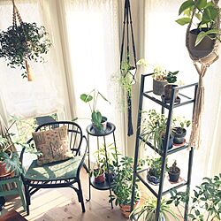 棚/出窓スペース/植物のある暮らし/観葉植物/植物...などのインテリア実例 - 2016-03-29 08:18:57