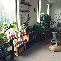 棚/植物/観葉植物/エバーフレッシュ/無垢床材...などのインテリア実例 - 2015-11-18 15:07:23