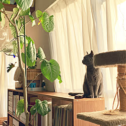 猫とインテリア/植物のある暮らし/観葉植物/猫/カメラマーク消し...などのインテリア実例 - 2020-10-14 07:05:44