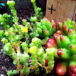 多肉植物のインテリア実例 - 2014-05-31 12:12:10